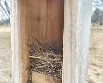 ST&BF at CF&G Project Tweety B.I.R.D. - April Updates!