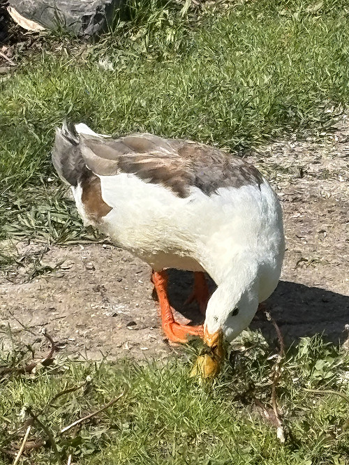SCCCF Image