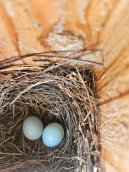 SCCCF2026 0416PTBCHSbbeggs