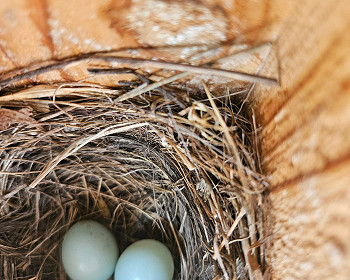 ST&BF at CF&G Project Tweety B.I.R.D. - April Updates!